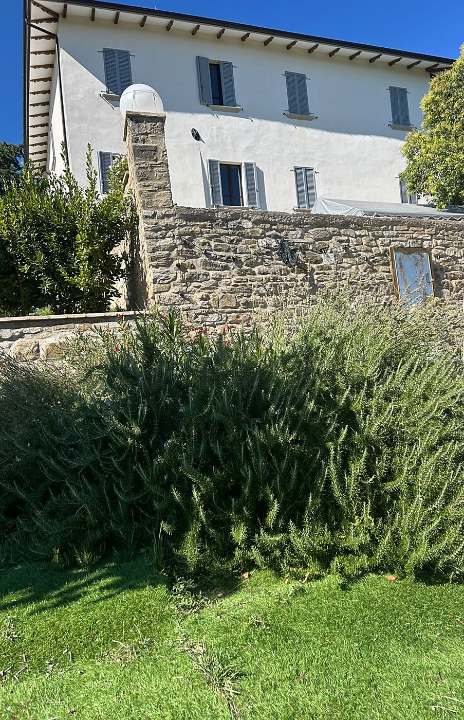 Een grote rozemarijnstruik op het gazon, met de stenen tuinmuur en het witte landhuis met grijze luiken op de achtergrond
